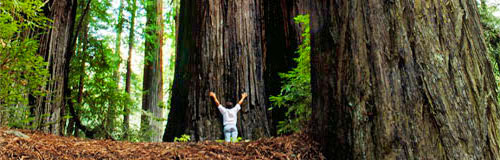 GreatBigTrees.com :: Sequoias, Redwoods, Oak